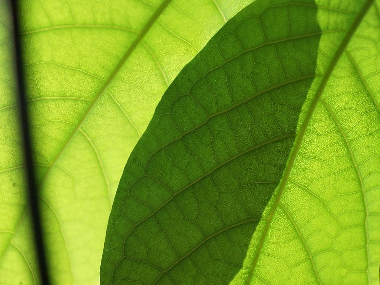 A coleção de joias aromáticas acima dos limites do ordinário